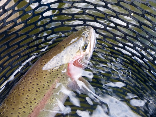 Trinity River Fishing Image