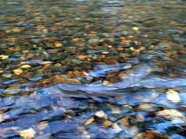 Fishing Report Image