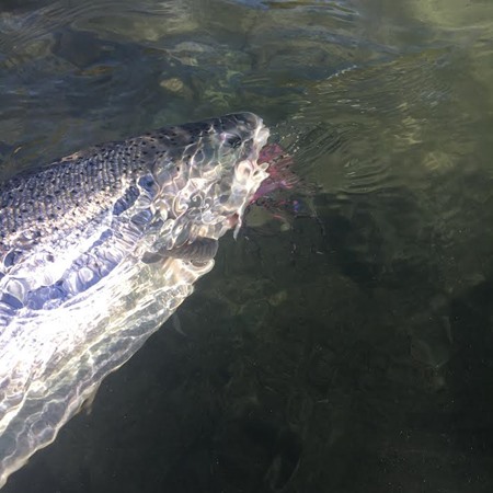 Fishing Report Image
