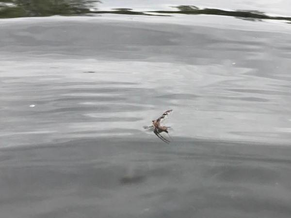 Fishing Report Image
