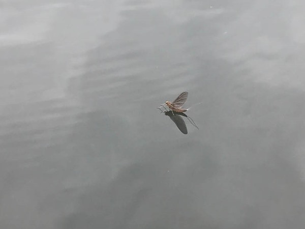 Fishing Report Image