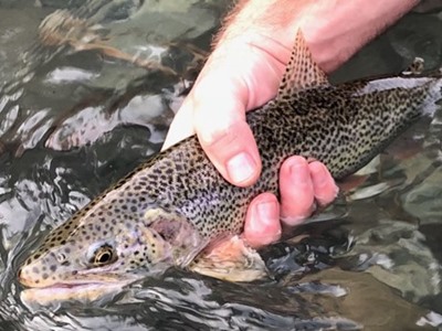 Coastal Cutthroat from the Smith