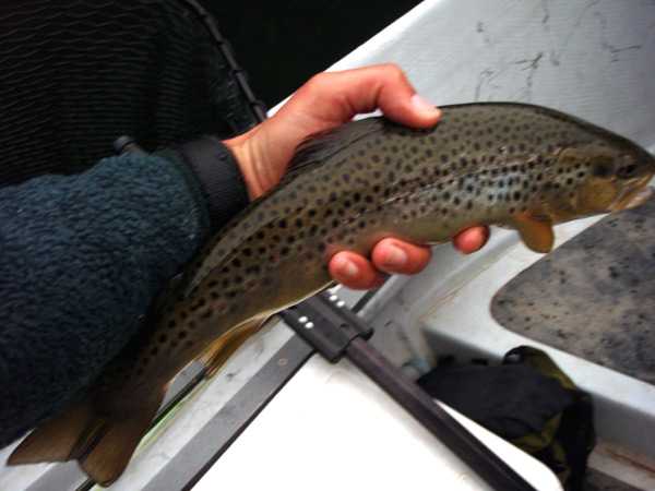 Fishing Report Image