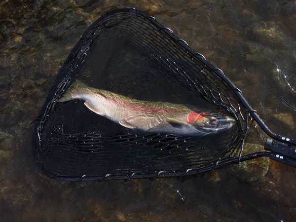 Fishing Report Image