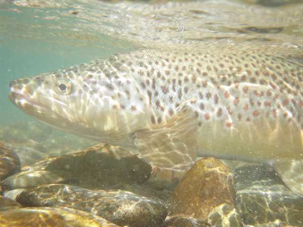 a classic Mataura brown