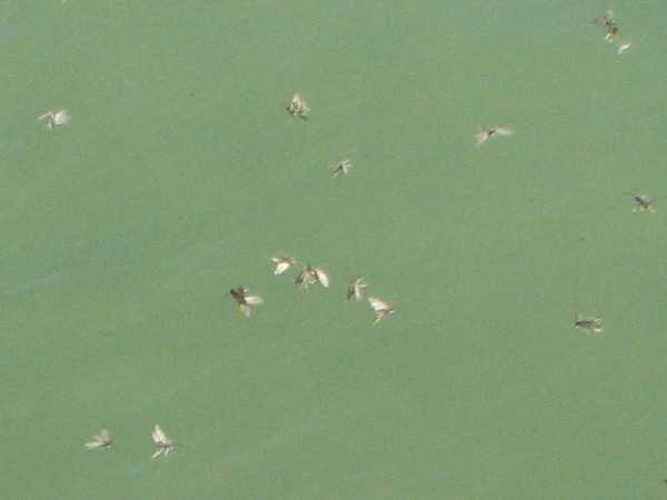 Caddis flies on the water