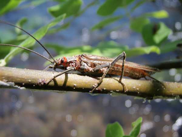 Fishing Report Image