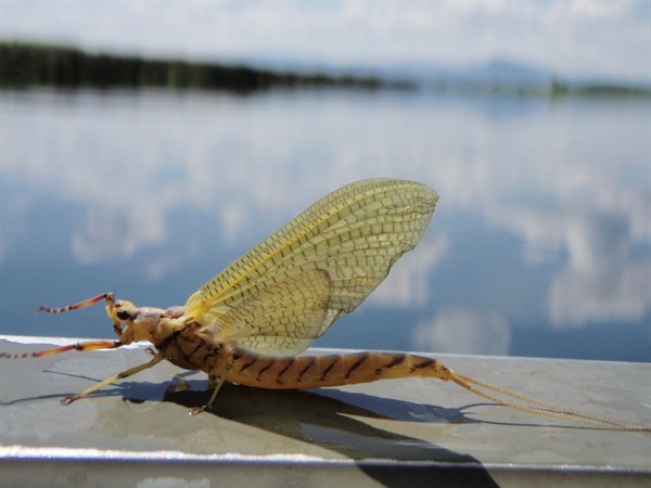 Daytime Hex hatch on Fall River