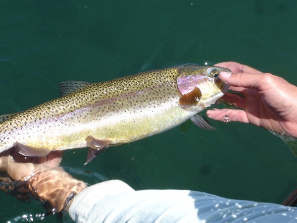 A great Fall River fish