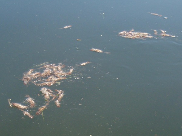 The aftermath of a big hatch