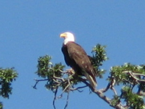 Lots of eagles today