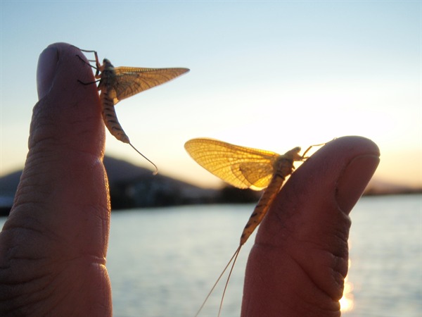 Fishing Report Image