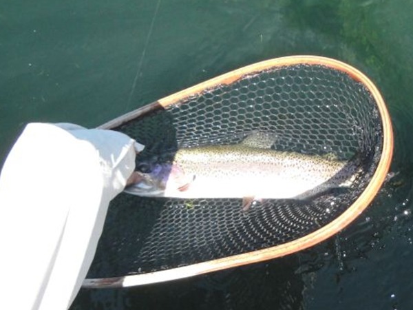 A nice fish that chowed the water boatman dry.