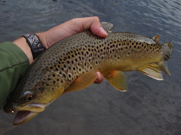 A nice brown from McCloud Reservoir