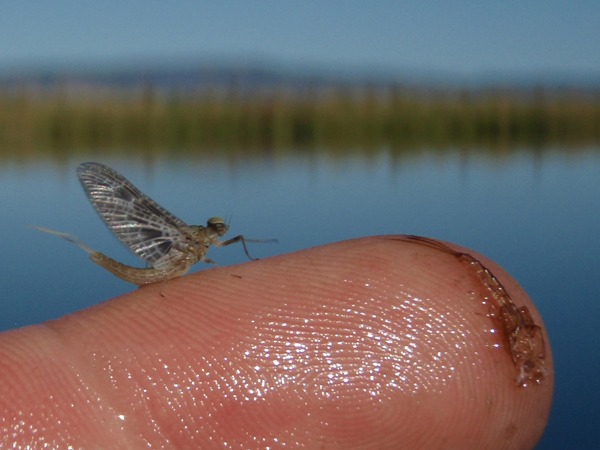 A freshly-hatched Callibaetis