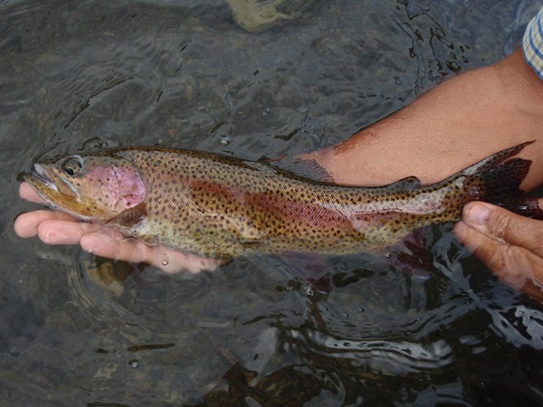 A great Hat Creek bow.