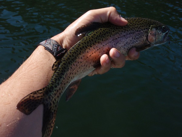 One of many rainbows caught today