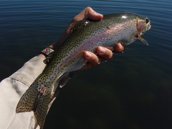 Fishing Report Image