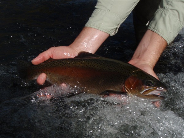 Another look at Scott's big fish