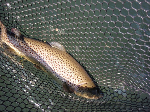 Holly's Baum lake brown