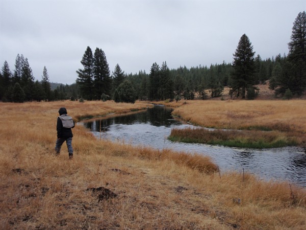 stalking rising fish on a beautiful meadow stream