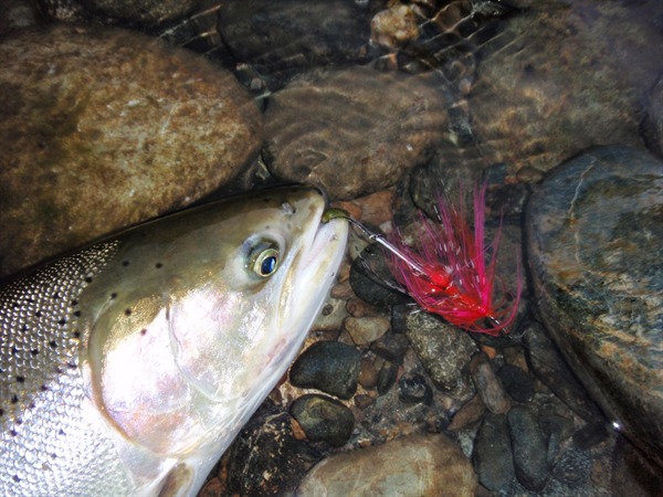 Chrome fish, big flies.  life is good