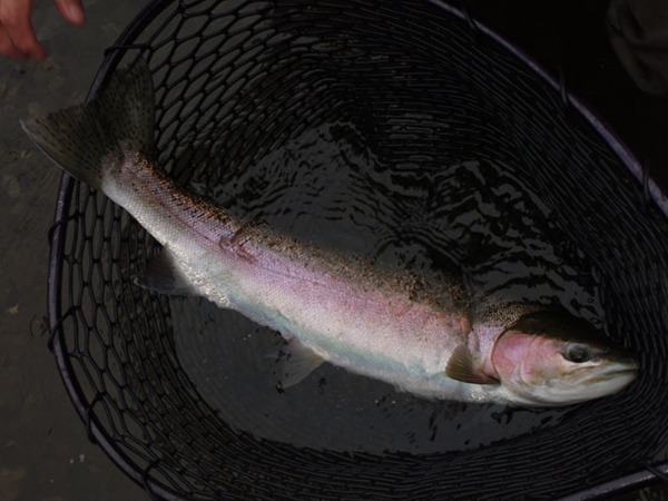 Fishing Report Image