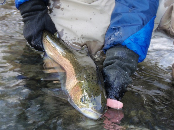 Beautiful wild steelhead