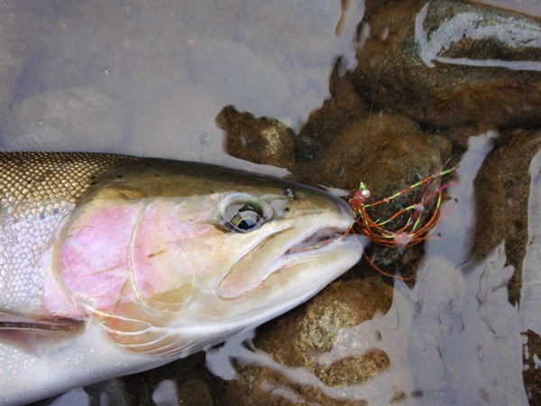 Yep, steelhead eat flies