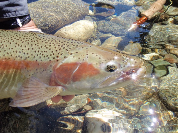 An absolute perfect specimen