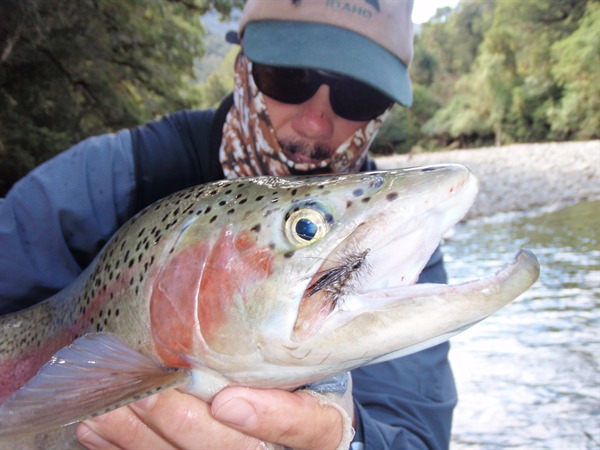 big rainbow, big dry fly