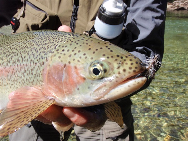 another big rainbow, another dry fly