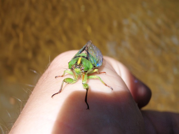 I love cicadas