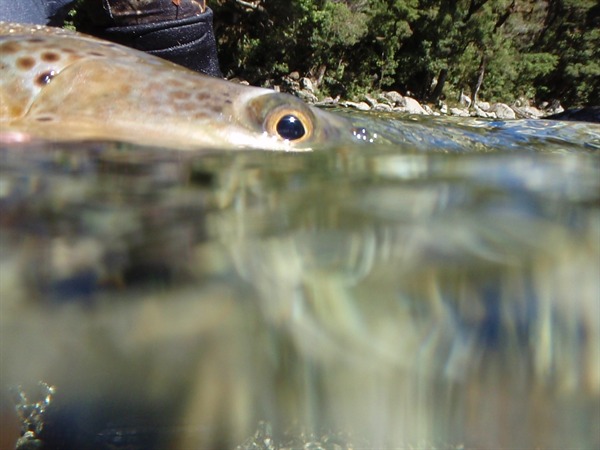 look at the eye on this thing