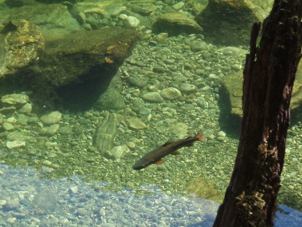 I'm such a lazy brown