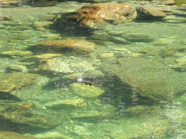 sadly, this is not our fly