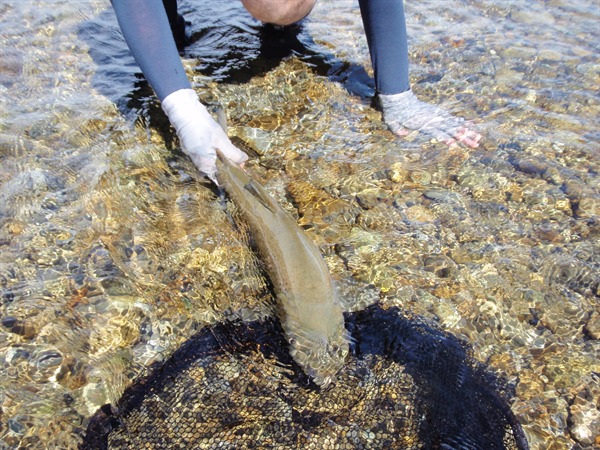 Shey's other big brown