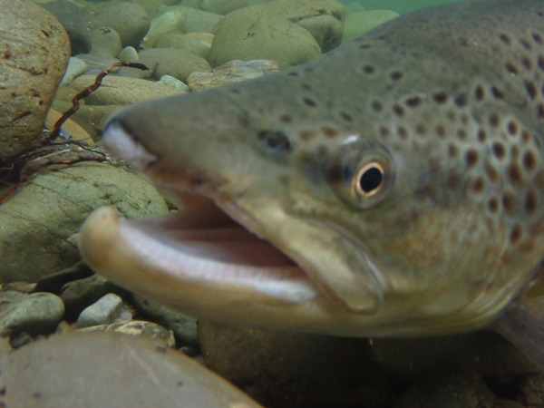 Fishing Report Image