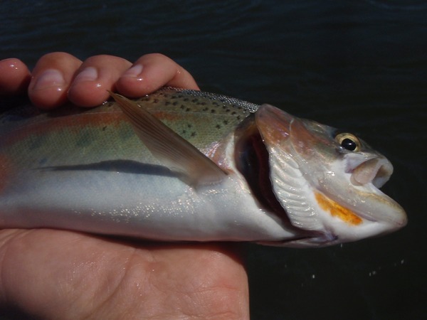 Lower Sac cutthroat?