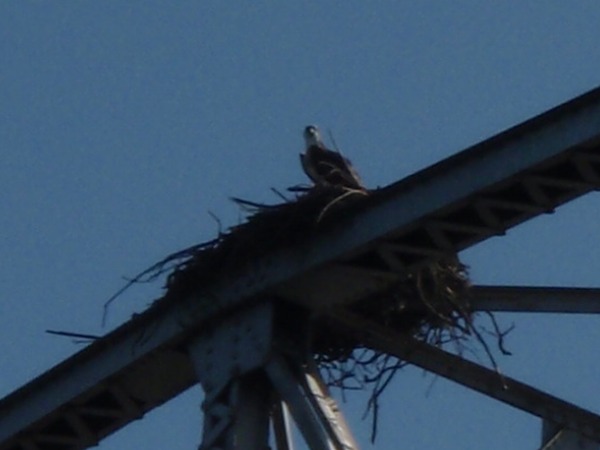 Fishing Report Image