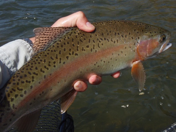 Fishing Report Image