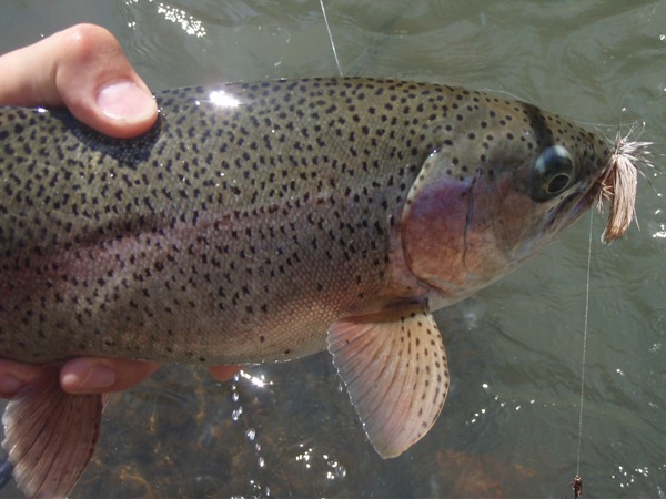 Big fish on big dries - May is the time!