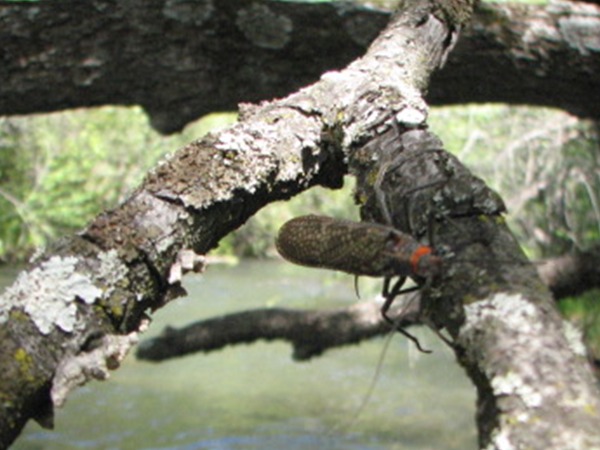 Salmonfly