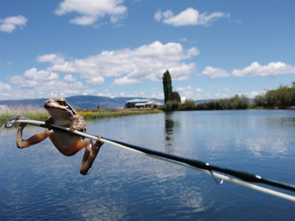 the frogs are all over the show!