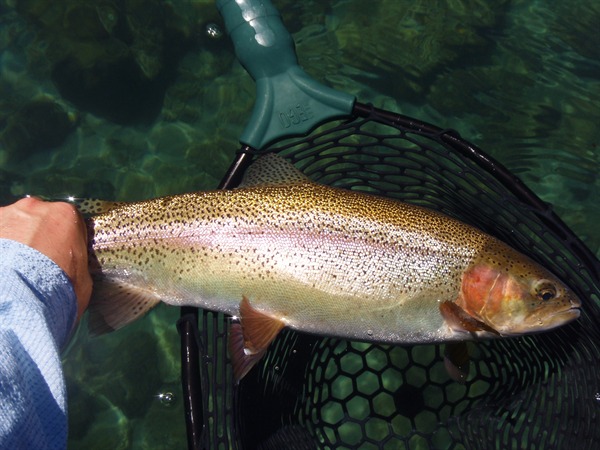 A Fall River dry fly specimen