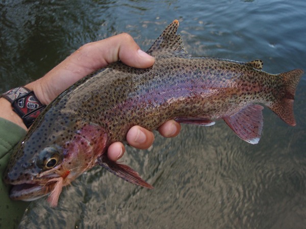 Golden stones are hatching!