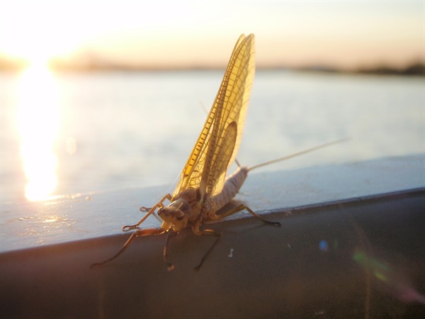 what an incredible insect