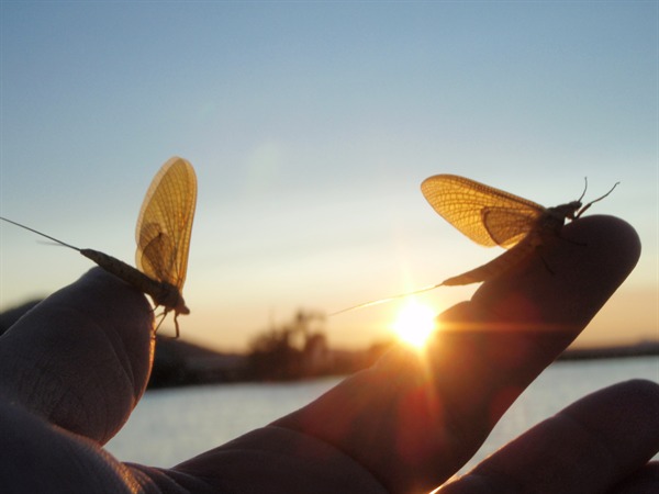 the world's biggest mayfly