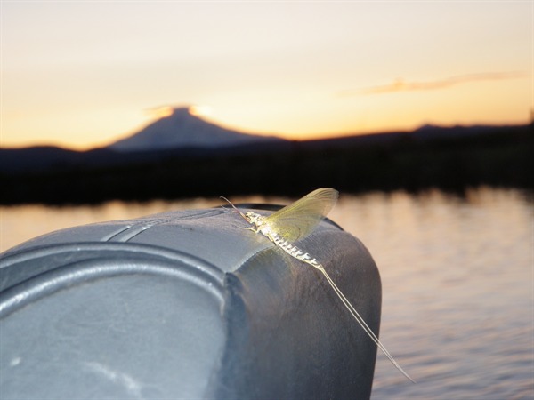 Hex mascot and Mt. Shasta