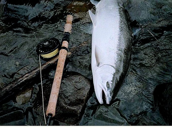 Early Rogue Summer Steel